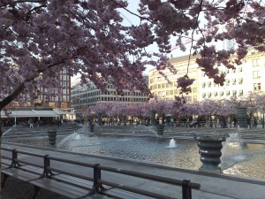 Colour photograph showing Kungsträdgården, a principal piazza in Central Stockholm lined with Cherry Blossoms, on a beautiful, sunny April evening. Click to enlarge. Photograph taken by CJ Walsh. 2009-04-25.