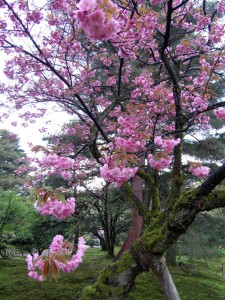 Colour photograph showing a scene in Kenroku-en Park in Kanazawa, Japan. Photograph taken by CJ Walsh. 2010-04-27. Click to enlarge.